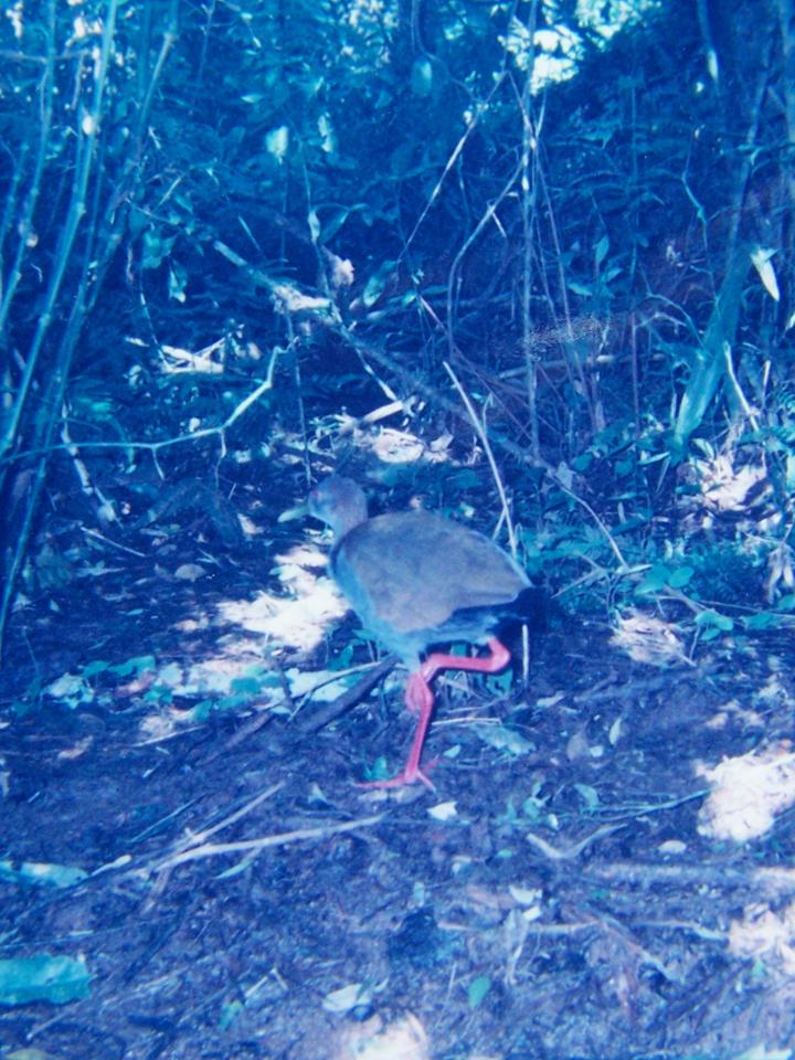 FIGURE 2 FIGURE 2
